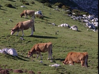 ganado (2)  MAQUINAS